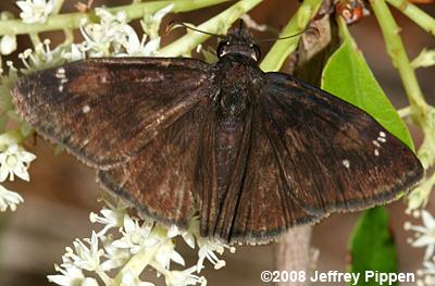 Zarucco Duskywing (Erynnis zarucco)