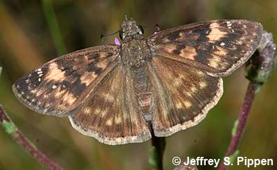 Zarucco Duskywing (Erynnis zarucco)