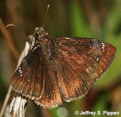 Zarucco Duskywing (Erynnis zarucco)