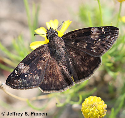 Zarucco Duskywing (Erynnis zarucco)