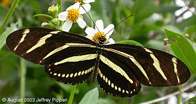 Zebra Heliconian (Heliconius charithonius)