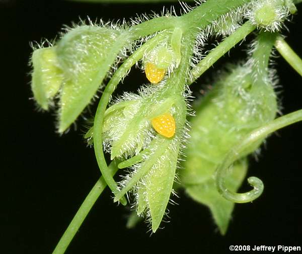 Zebra Heliconian (Heliconius charithonius)