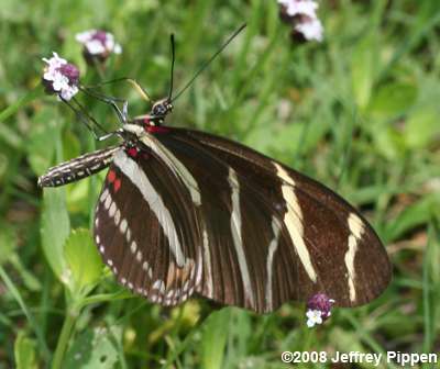 Zebra Heliconian (Heliconius charithonius)