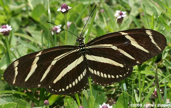 Zebra Heliconian (Heliconius charithonius)