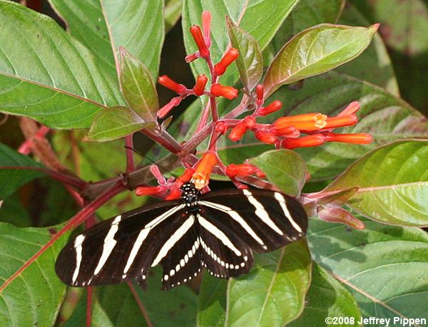 Zebra Heliconian (Heliconius charithonius)