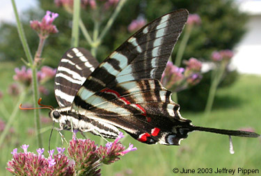 Zebra Swallowtail (Eurytides marcellus)