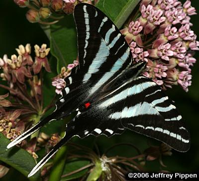 Zebra Swallowtail (Eurytides marcellus)