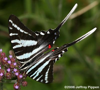 Zebra Swallowtail (Eurytides marcellus)