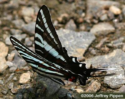 Zebra Swallowtail (Eurytides marcellus)