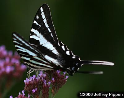 Zebra Swallowtail (Eurytides marcellus)