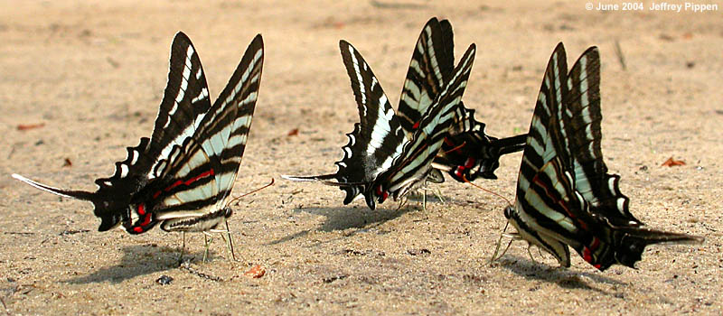Zebra Swallowtail (Eurytides marcellus)
