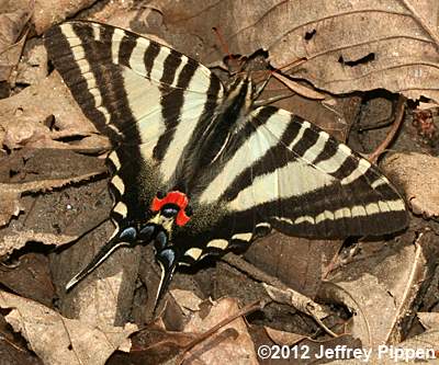 Zebra Swallowtail (Eurytides marcellus)