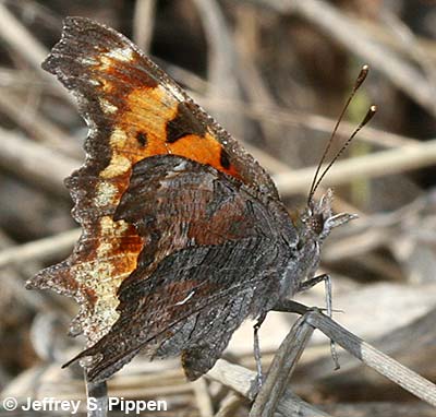 'Zephyr' Hoary Comma (Polygonia gracilis zephyrus)