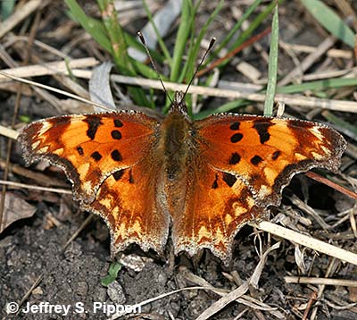 'Zephyr' Hoary Comma (Polygonia gracilis zephyrus)
