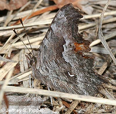 'Zephyr' Hoary Comma (Polygonia gracilis zephyrus)