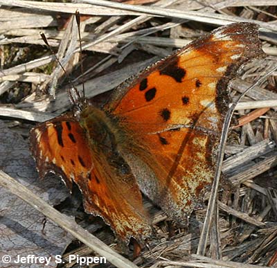 'Zephyr' Hoary Comma (Polygonia gracilis zephyrus)