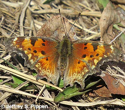 'Zephyr' Hoary Comma (Polygonia gracilis zephyrus)