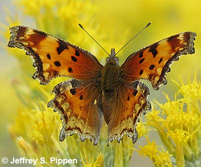 Zephyr' Hoary Comma (Polygonia gracilis zephyrus)
