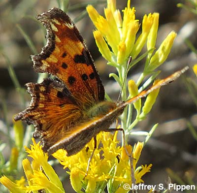 'Zephyr' Hoary Comma (Polygonia gracilis zephyrus)