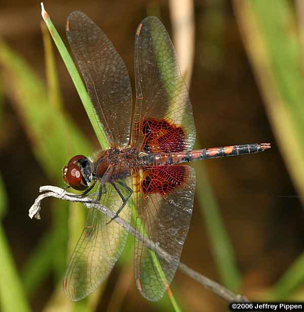 Amanda's Pennant (Celithemis amanda)