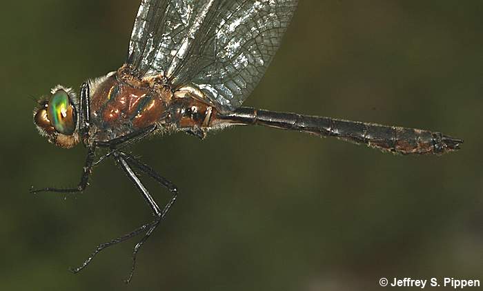 American Emerald (Cordulia shurtleffii)