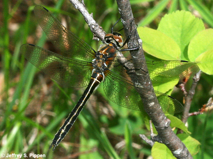 American Emerald (Cordulia shurtleffii)