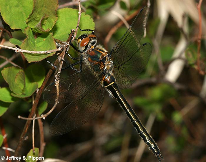 American Emerald (Cordulia shurtleffii)