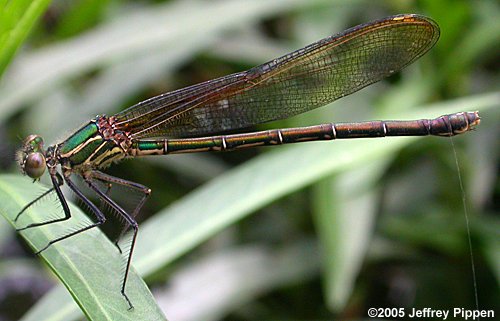 American Rubyspot (Hetaerina americana)