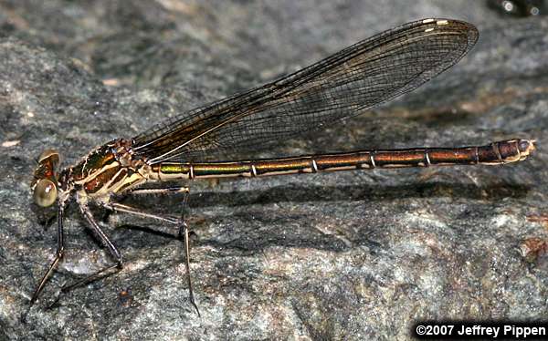 American Rubyspot (Hetaerina americana)