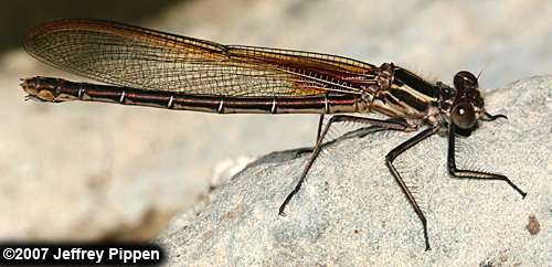 American Rubyspot (Hetaerina americana)
