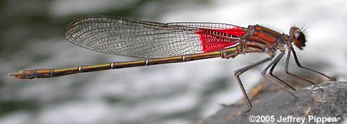 American Rubyspot (Hetaerina americana)