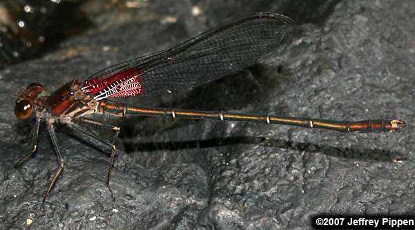 American Rubyspot (Hetaerina americana)