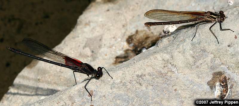 American Rubyspot (Hetaerina americana)