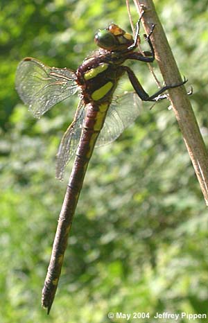 Arrowhead Spiketail (Cordulegaster obliqua)