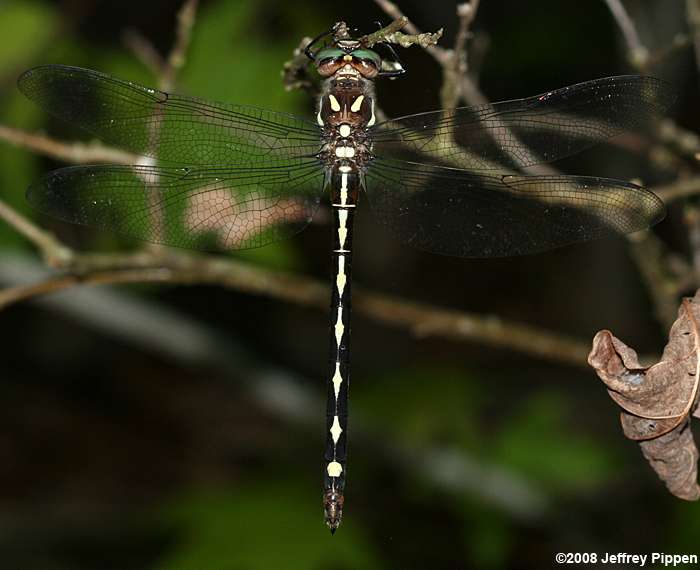Arrowhead Spiketail (Cordulegaster obliqua)