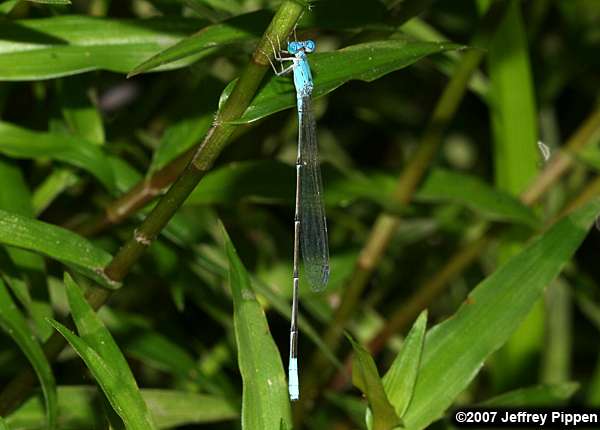 Attenuated Bluet (Enallagma daeckii)