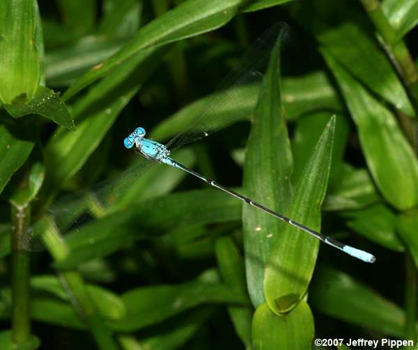 Attenuated Bluet (Enallagma daeckii)