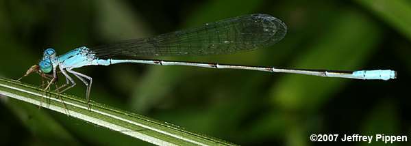 Attenuated Bluet (Enallagma daeckii)