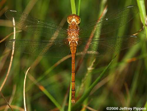 Autumn Meadowhawk (Sympetrum vicinum)