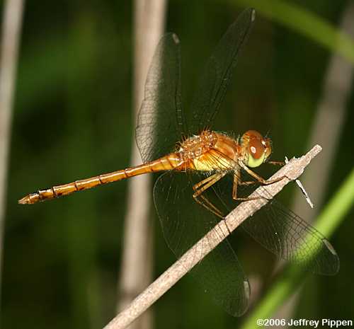 Autumn Meadowhawk (Sympetrum vicinum)