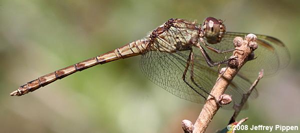 Band-winged Dragonlet (Erythrodiplax umbrata)