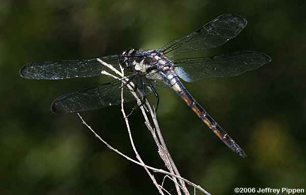 Bar-winged Skimmer (Libellula axilena)