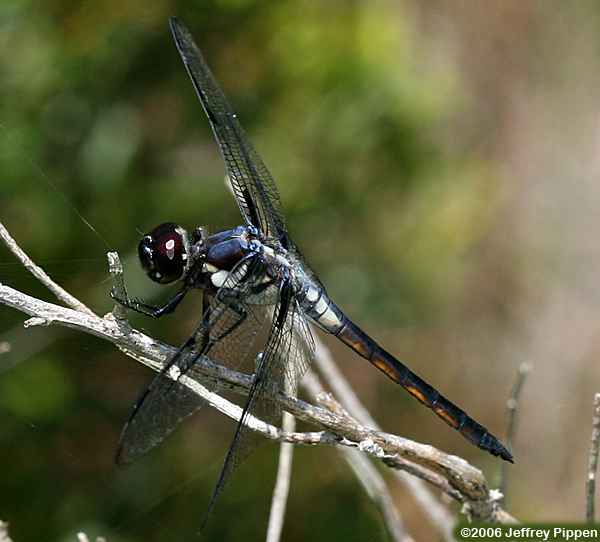 Bar-winged Skimmer (Libellula axilena)