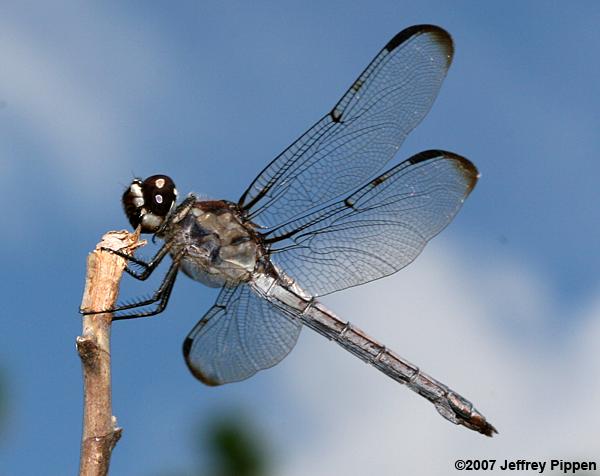 Bar-winged Skimmer (Libellula axilena)