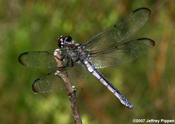 Bar-winged Skimmer (Libellula axilena)