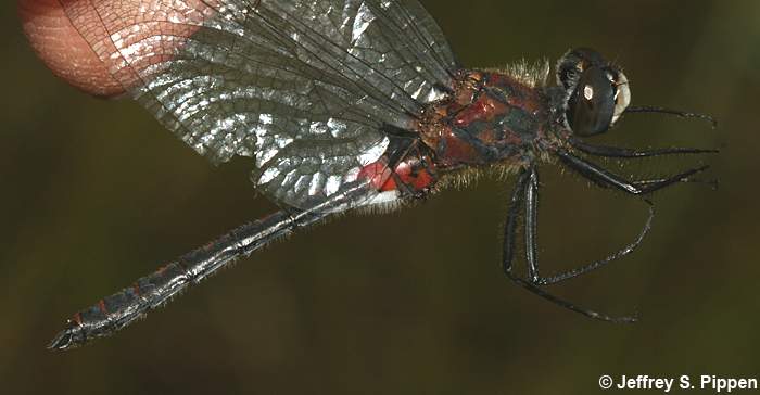 Belted Whiteface (Leucorrhinia proxima)