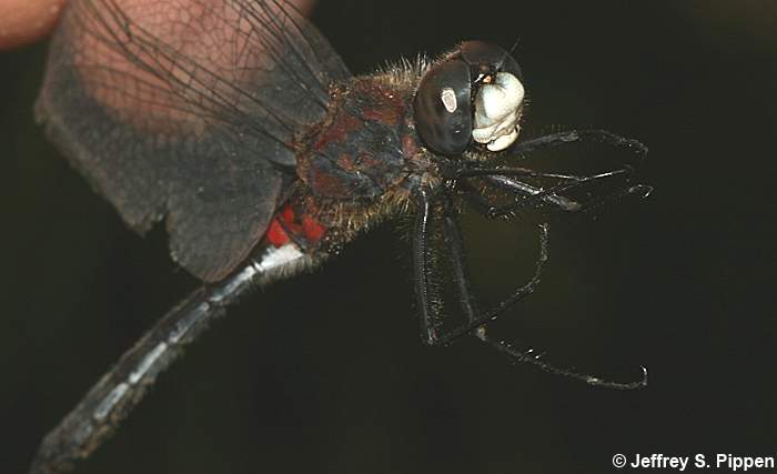 Belted Whiteface (Leucorrhinia proxima)