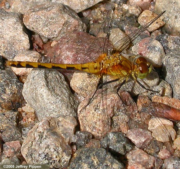 Black Meadowhawk (Sympetrum danae)