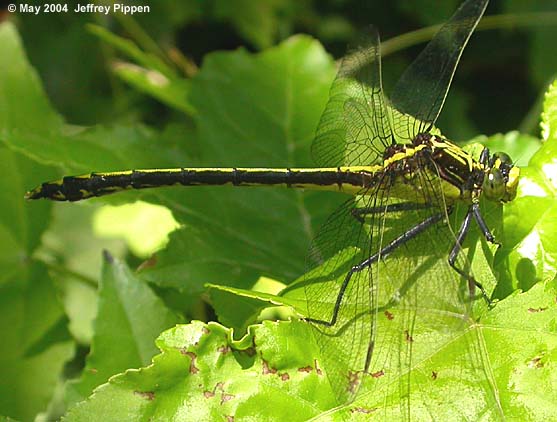 Black-shouldered Spinyleg (Dromogomphus spinosus)