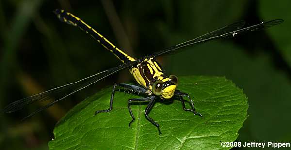 Black-shouldered Spinyleg (Dromogomphus spinosus)